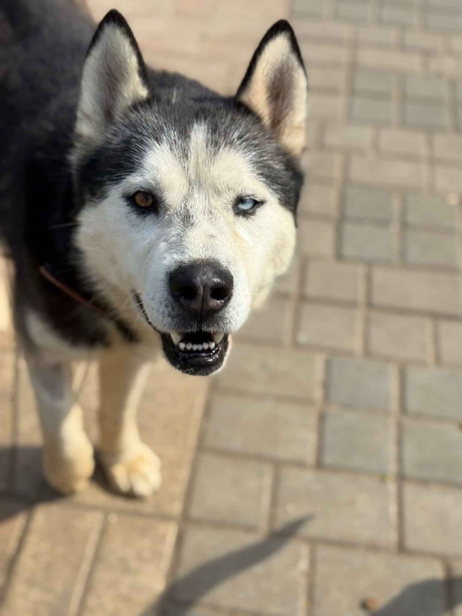 maximus